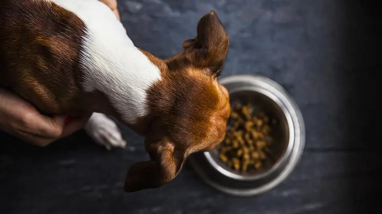 Dcm in dogs store taurine