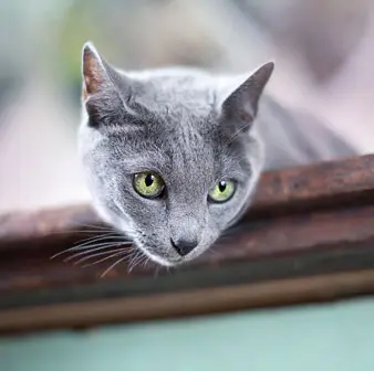Purebred Russian Blue Cat