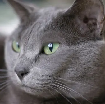 Russian Blues Have Large Eyes