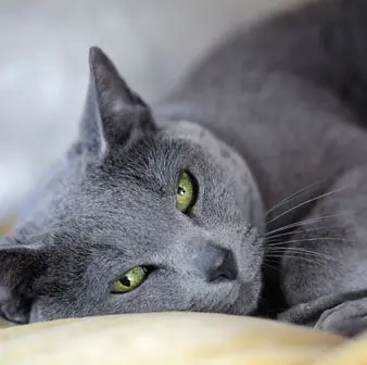 Russian Blue Pet Cat