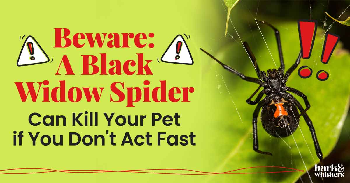 Black Widow Spider Bite Can Kill Pets if You Don't Act Fast