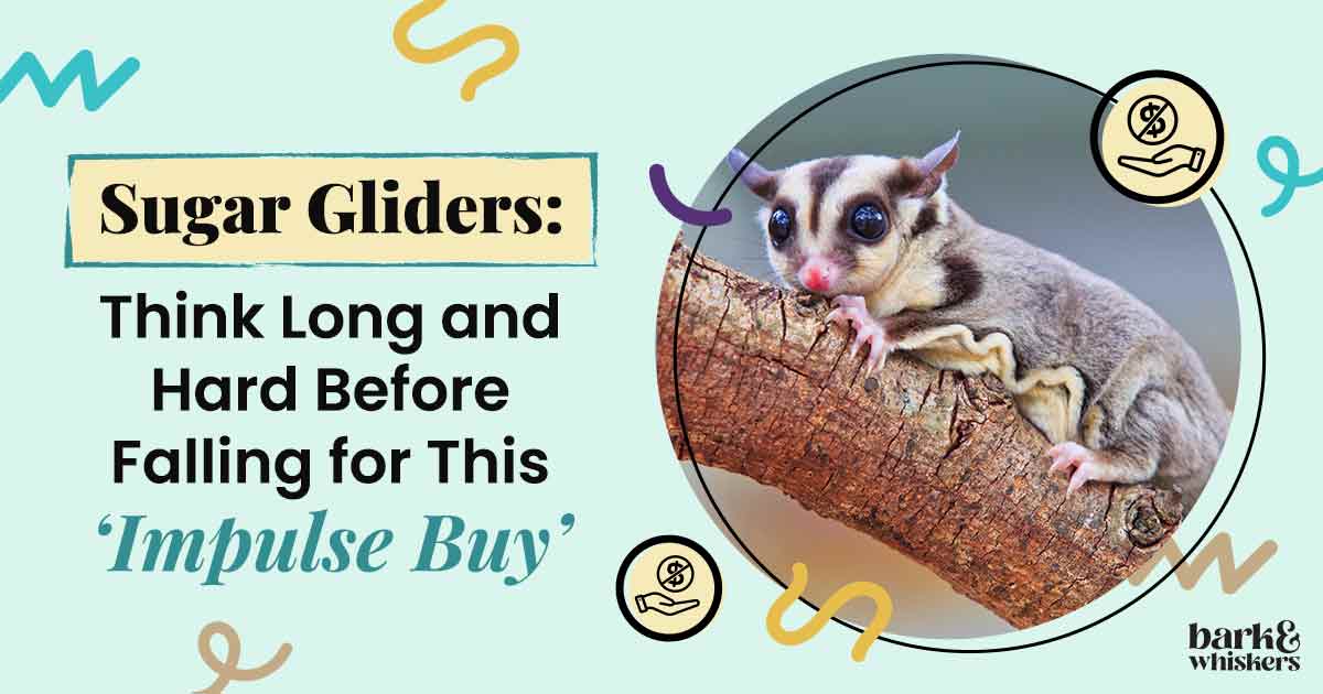 Sugar Gliders Don t Fall Easily for This Impulse Buy