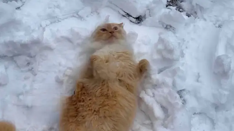 Cat Named Kit Is Obsessed With Snow!
