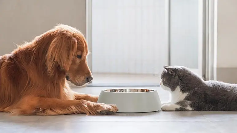 Cat Diets vs. Dog Diets