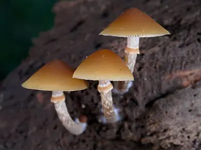Galerina Mushroom