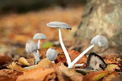 Inocybe Mushroom