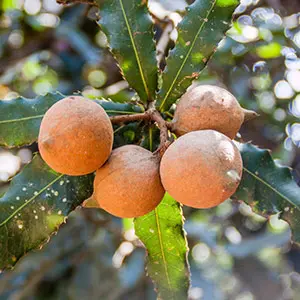 macadamia nuts on tree