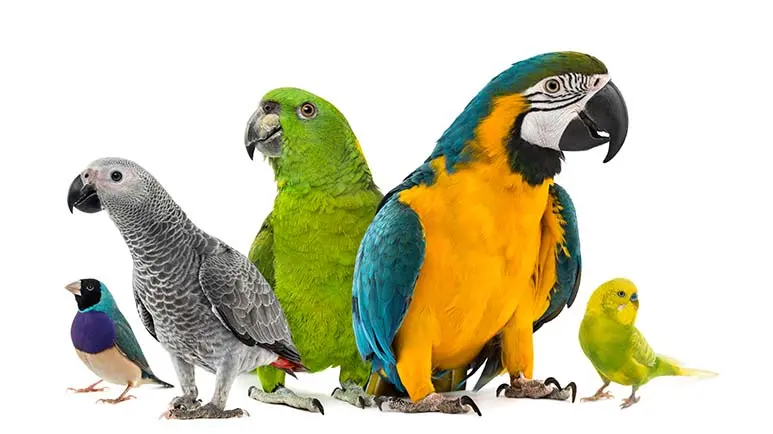 Parrot Lifespan: How Long Do Pet Parrots Live?