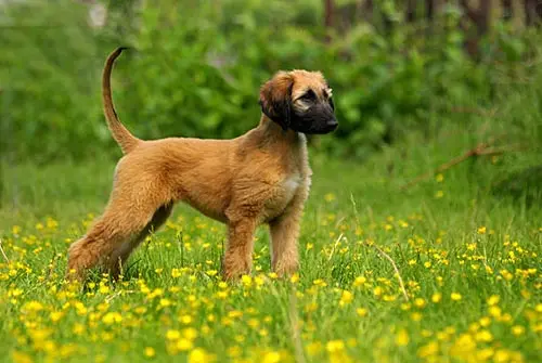 afghan hound puppy