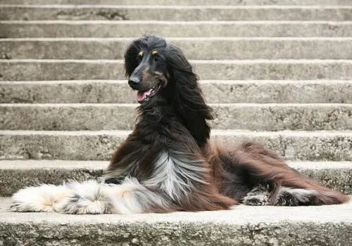 afghan hound breed