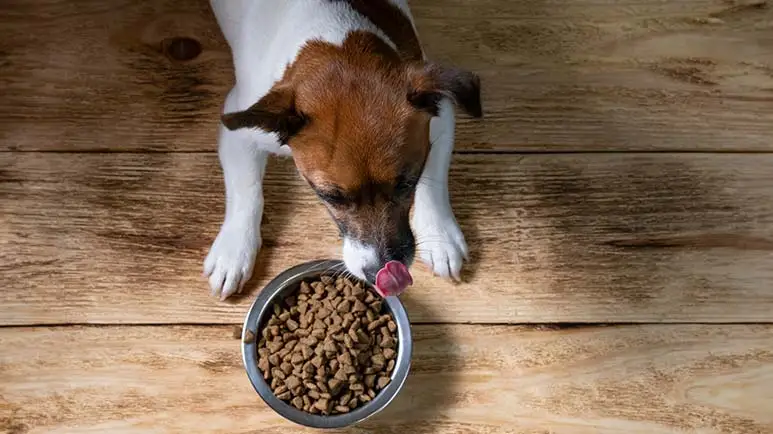 Dry dog foods to avoid hotsell