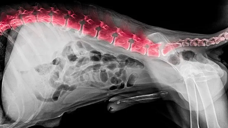 Is Your Dog’s Back Pain More Serious Than You Think?