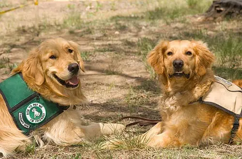 golden service dogs