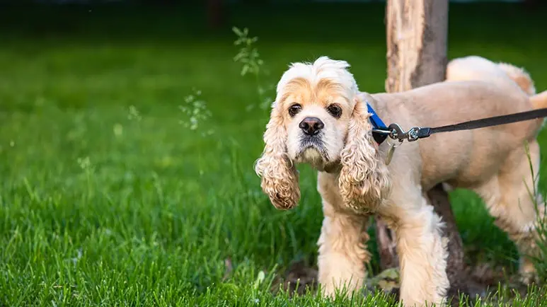 How Long Can a Dog Go Without Peeing?