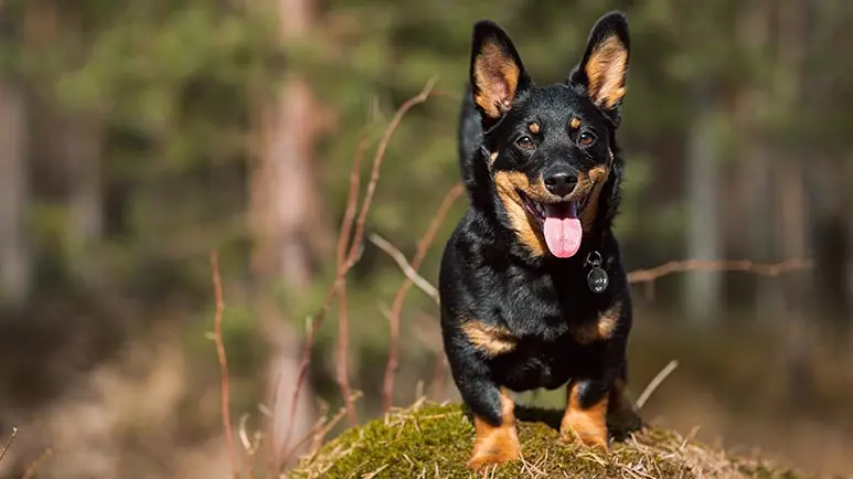 Lancashire deals heeler kennel