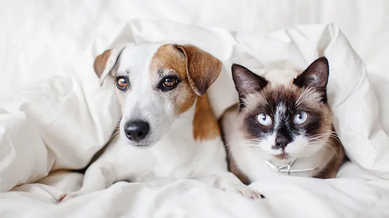 Sharing bed with top dog