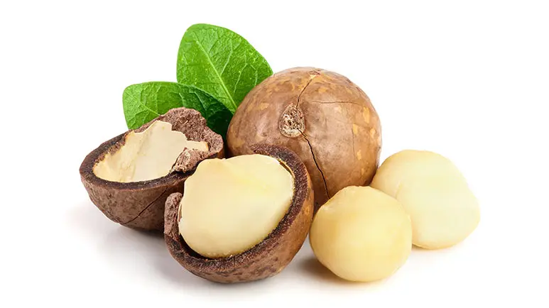 Are macadamia nuts good for dogs hotsell