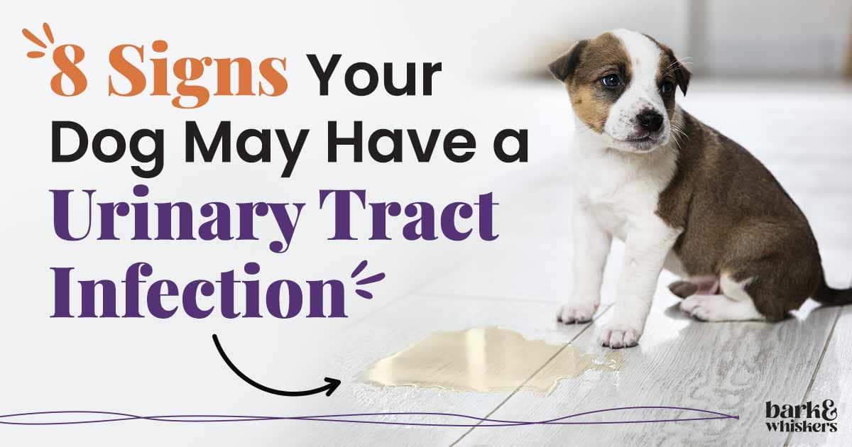 Don't Ignore These Telltale Signs of E. Coli Infection in Dogs