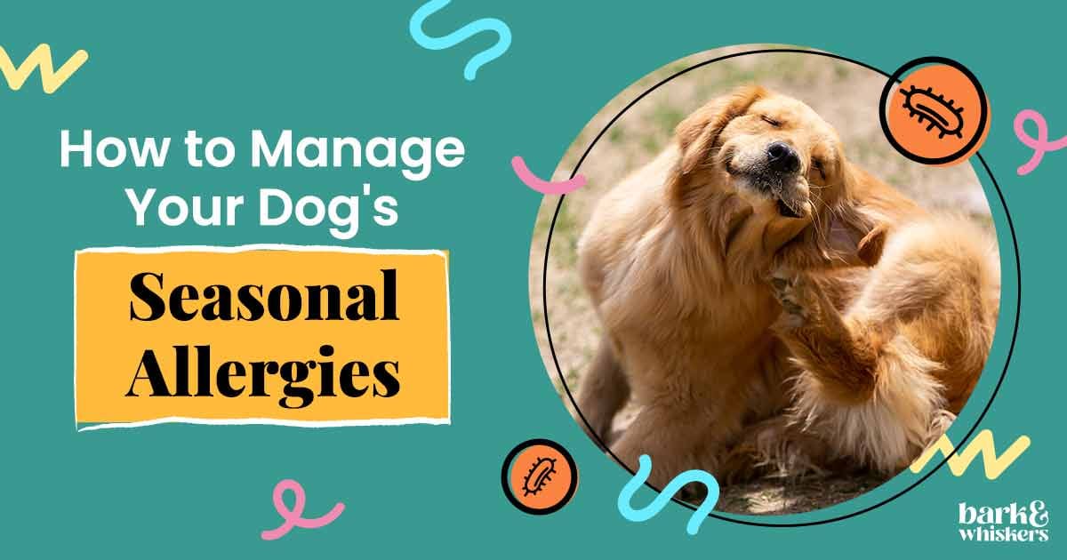 how do you treat seasonal allergies in dogs