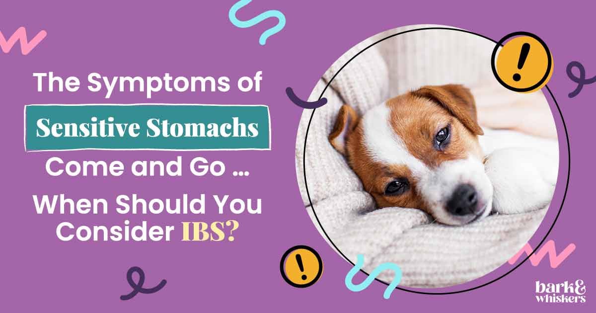 Potential Causes and Symptoms of Irritable Bowel Syndrome in Dogs