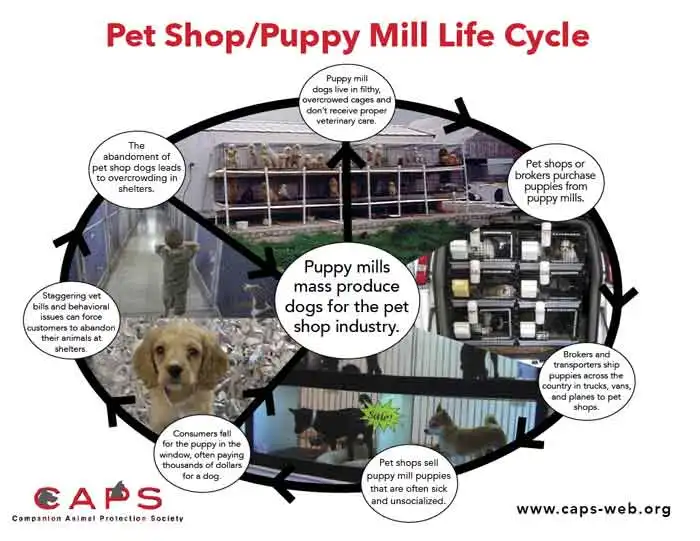 puppy mill life cycle