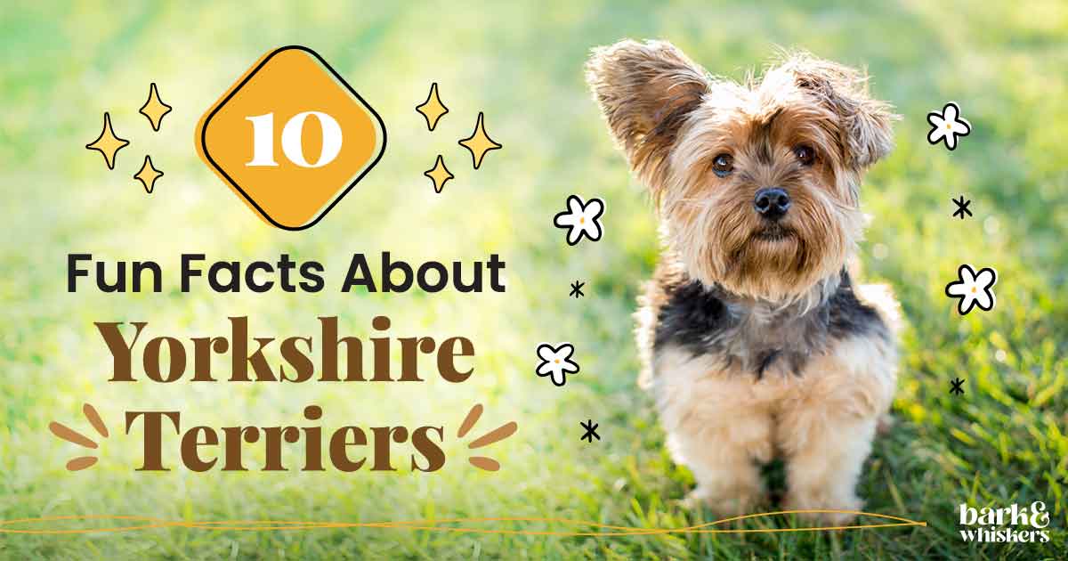 10 Fun Facts About Yorkshire Terriers