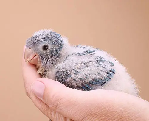 Quaker parrot chick