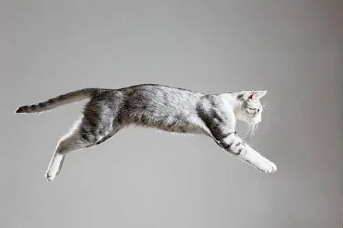 cat falling