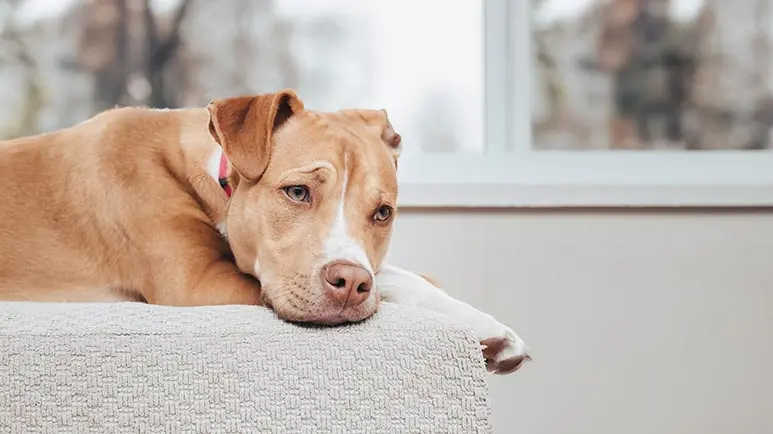 do dogs actually help with anxiety