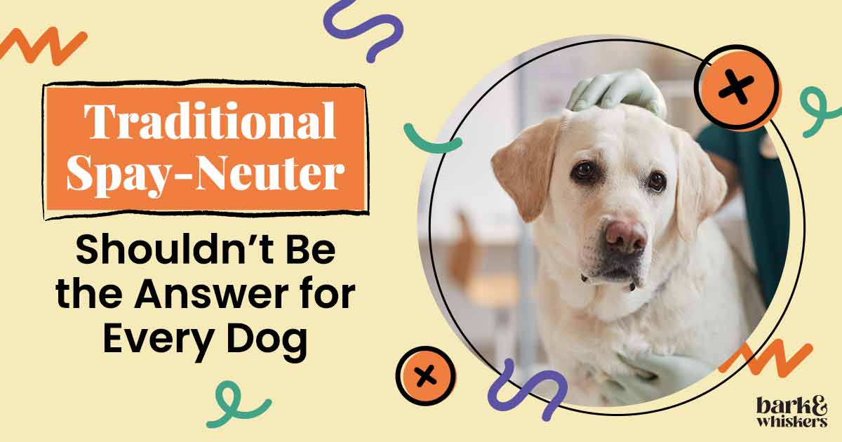 Is neutering bad fashion for dogs