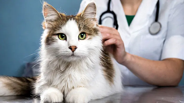 Cholangiohepatitis in Pets: Causes, Symptoms and Treatments