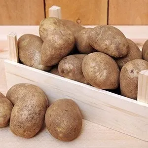 Russet Potatoes trivia