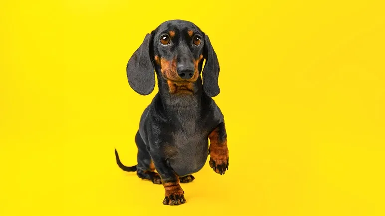 What Your Dog’s Limp Is Trying to Tell You