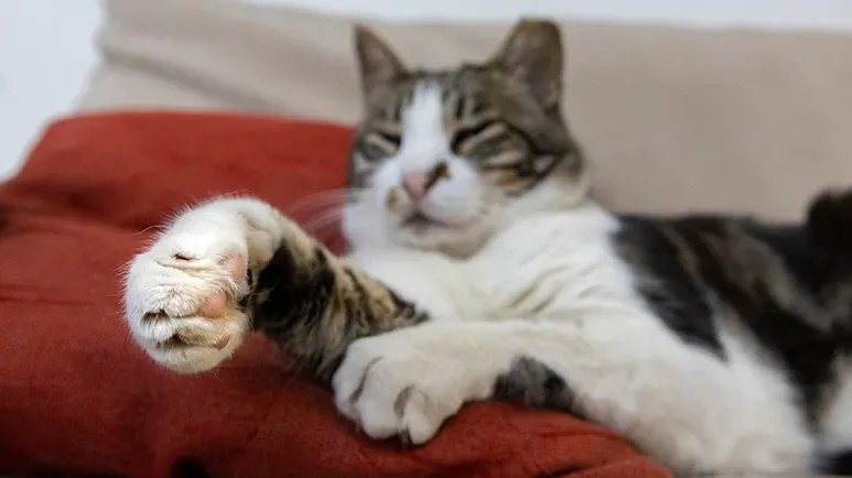 Is There a Silent Paw Problem Affecting Your Cat?
