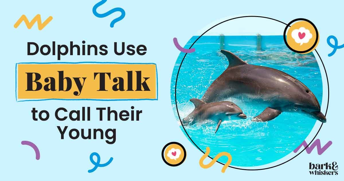 Dolphins Use Baby Talk To Call Their Calves