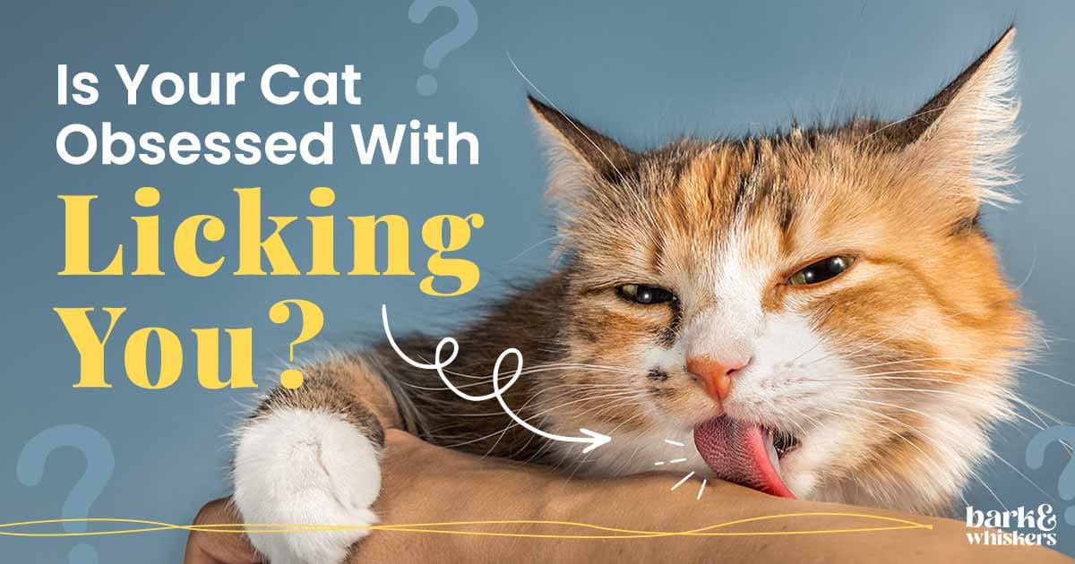 Why Do Cats Lick People?