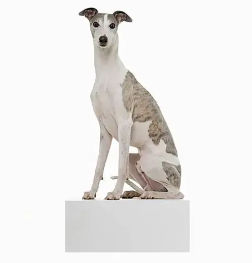 ancient egyptian breed greyhound