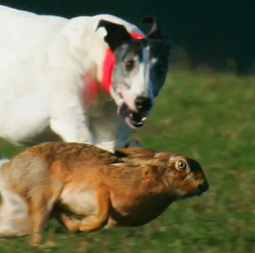 athletic greyhound dog