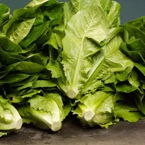 lettuce