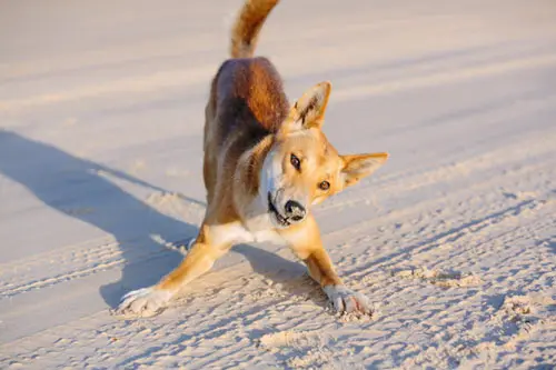 dingo play bowing on a beach