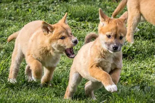 dingo pups at play