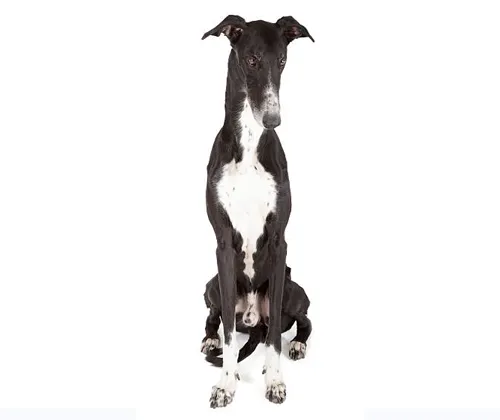 greyhound sitting