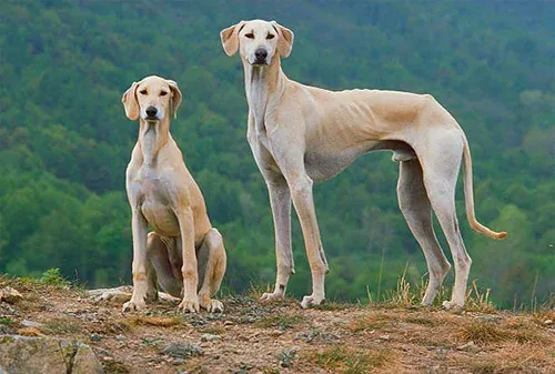 nobles own greyhound dog