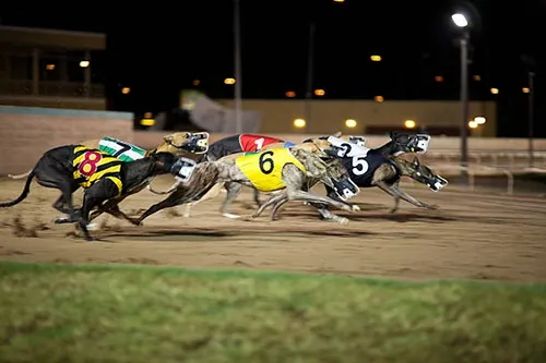 racing greyhounds