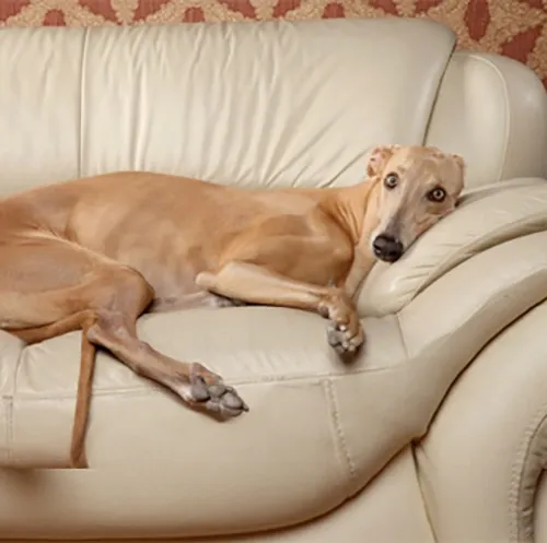 tan greyhound dog resting