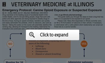 veterinary medicine at Illinois