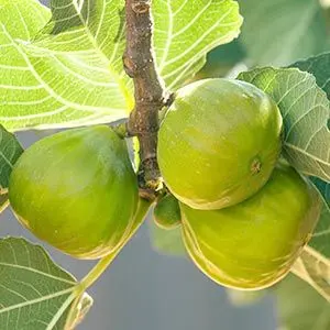 figs