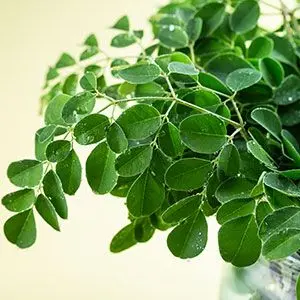 moringa fun fact