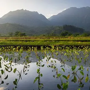 Taro Banned in Hawaii