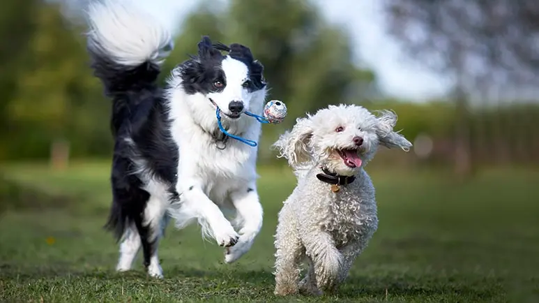 The 10 fashion smartest dogs